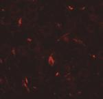 GRIP1 Antibody in Immunohistochemistry (IHC)