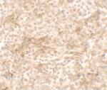OX40L Polyclonal Antibody