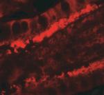 KREMEN1 Antibody in Immunohistochemistry (IHC)