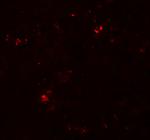 SDPR Antibody in Immunohistochemistry (IHC)