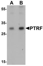 SDPR Antibody in Western Blot (WB)
