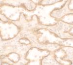 PTRF Polyclonal Antibody