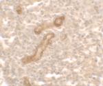 PRKCDBP Polyclonal Antibody