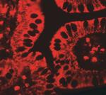 SHISA3 Antibody in Immunohistochemistry (IHC)