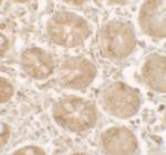 SHISA3 Polyclonal Antibody