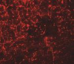 SHISA4 Antibody in Immunohistochemistry (IHC)