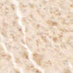 SHISA4 Polyclonal Antibody
