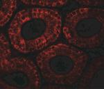 MOSPD1 Antibody in Immunohistochemistry (IHC)