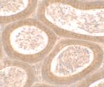 MOSPD1 Antibody in Immunohistochemistry (IHC)