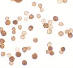 ERRF Polyclonal Antibody