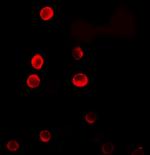 ERRF Antibody in Immunocytochemistry (ICC/IF)