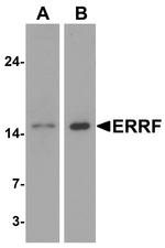 ERRF Antibody in Western Blot (WB)