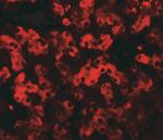 TMEM135 Antibody in Immunohistochemistry (IHC)