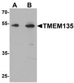 TMEM135 Antibody in Western Blot (WB)