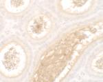 WAC Polyclonal Antibody