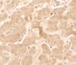 GBP5 Polyclonal Antibody