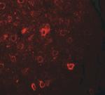 CNRIP1 Antibody in Immunohistochemistry (IHC)