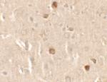 CNRIP1 Polyclonal Antibody
