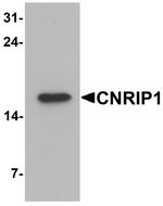 CNRIP1 Antibody in Western Blot (WB)