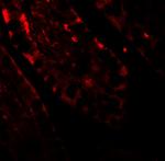 Torc2 Antibody in Immunohistochemistry (IHC)