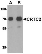 Torc2 Antibody in Western Blot (WB)