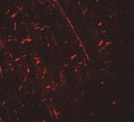 DDX41 Antibody in Immunohistochemistry (IHC)