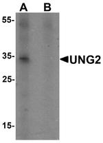 UNG2 Antibody in Western Blot (WB)