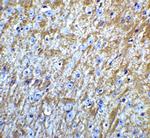 GABARAP Antibody in Immunohistochemistry (IHC)