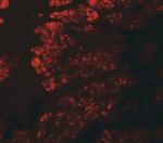 GOLGA5 Antibody in Immunohistochemistry (IHC)