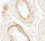GOLGA5 Polyclonal Antibody