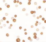 NCBP1 Antibody in Immunocytochemistry (ICC/IF)