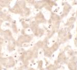 KHDC1 Polyclonal Antibody