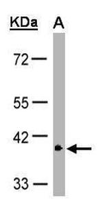 GPR146 Antibody in Western Blot (WB)