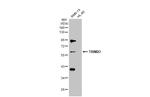 TRIM23 Antibody in Western Blot (WB)