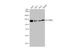 CYLD Antibody in Western Blot (WB)