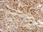 DDB1 Antibody in Immunohistochemistry (Paraffin) (IHC (P))