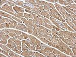 DDB1 Antibody in Immunohistochemistry (Paraffin) (IHC (P))