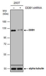 DDB1 Antibody in Western Blot (WB)