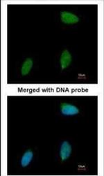 ERG Polyclonal Antibody