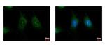 K-Ras Antibody in Immunocytochemistry (ICC/IF)