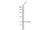Periostin Antibody in Western Blot (WB)