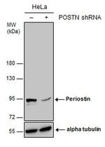 Periostin Antibody