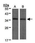 MYOD Antibody in Western Blot (WB)