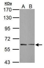 SHC Antibody in Western Blot (WB)