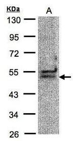 UAP56 Polyclonal Antibody