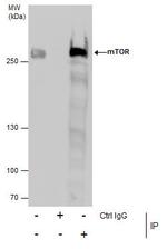 mTOR Antibody in Immunoprecipitation (IP)