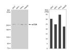 mTOR Antibody in Western Blot (WB)