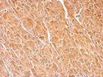 Dopamine beta Hydroxylase Polyclonal Antibody