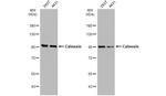Calnexin Antibody in Western Blot (WB)