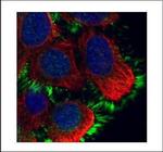 Moesin Antibody in Immunocytochemistry (ICC/IF)